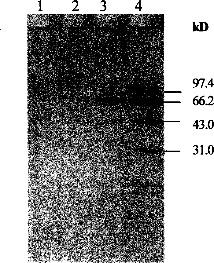 Nucleic acid and protein composition and its production method and application in immune regulation