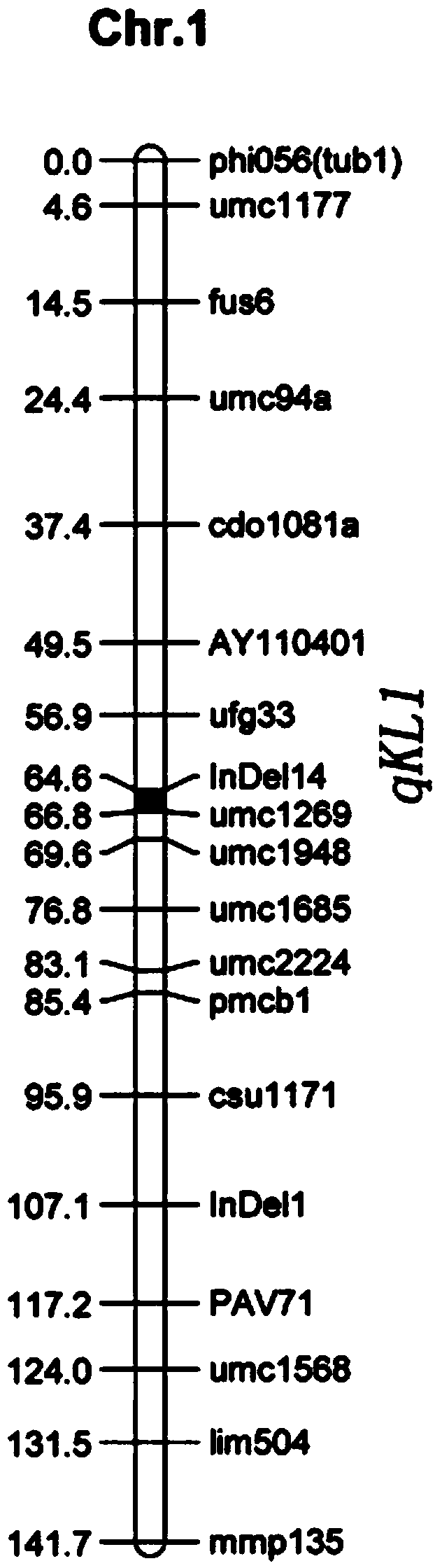 Molecular marker for regulating main effect QTL of grain length of corn and application of molecular marker