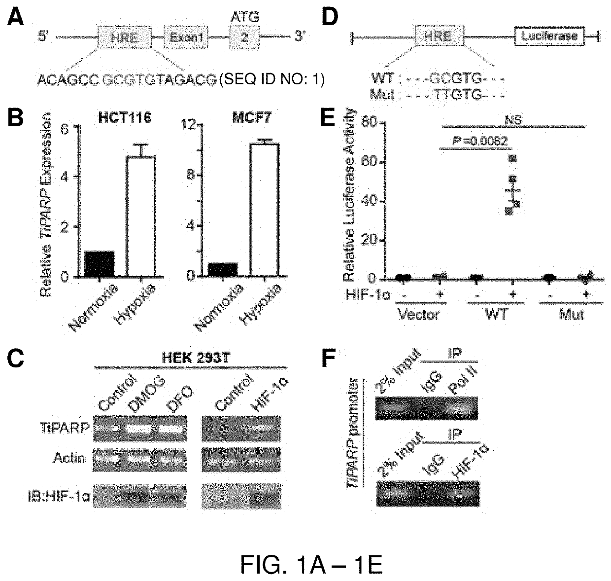 Methods of upregulating tiparp as anticancer strategies