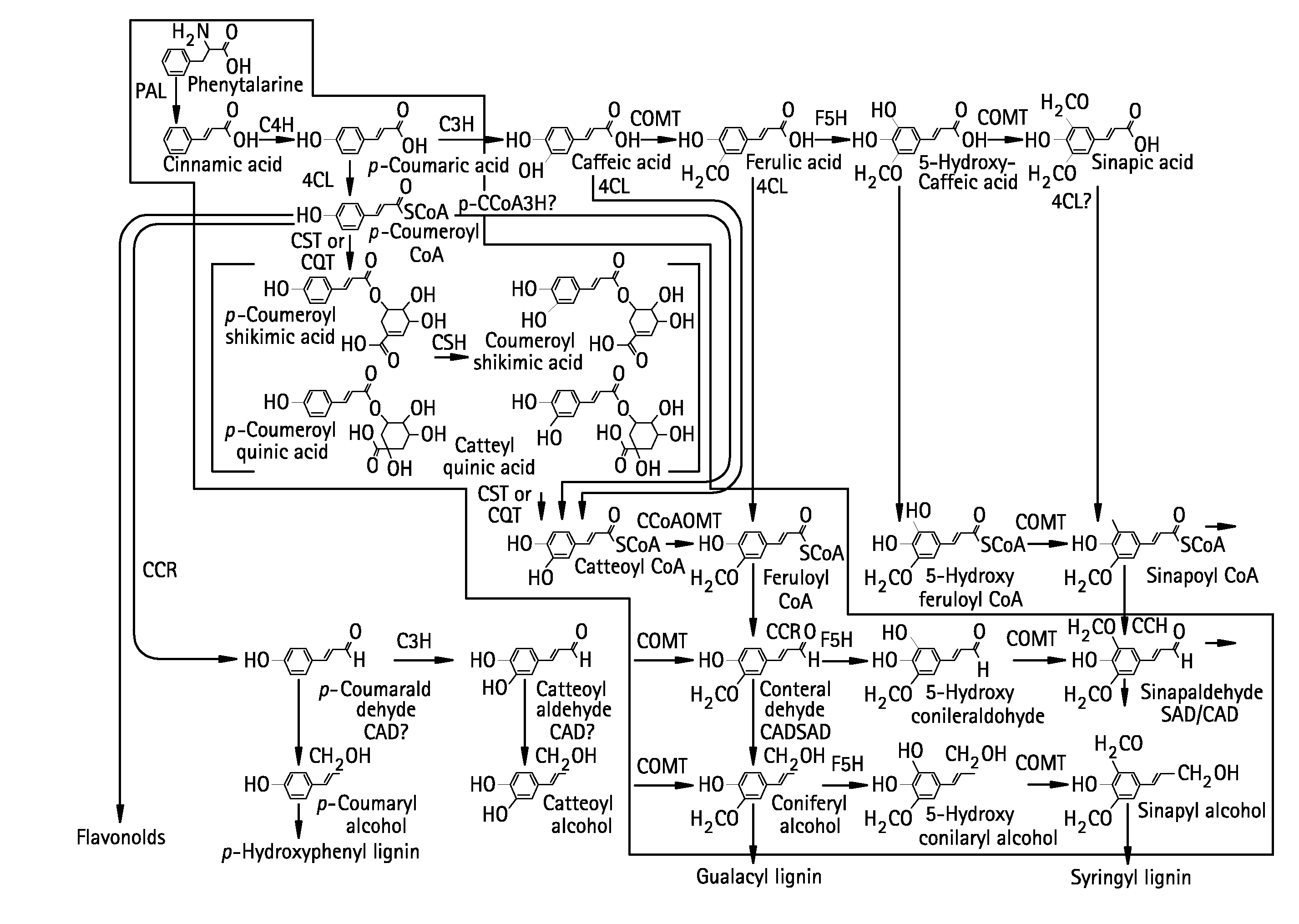 Altering lignin and wood density