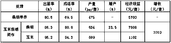 High-yield and high-efficiency cultivation method for improving survival rate of radix bupleuri by intercropping corn and radix bupleuri