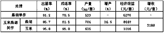 High-yield and high-efficiency cultivation method for improving survival rate of radix bupleuri by intercropping corn and radix bupleuri