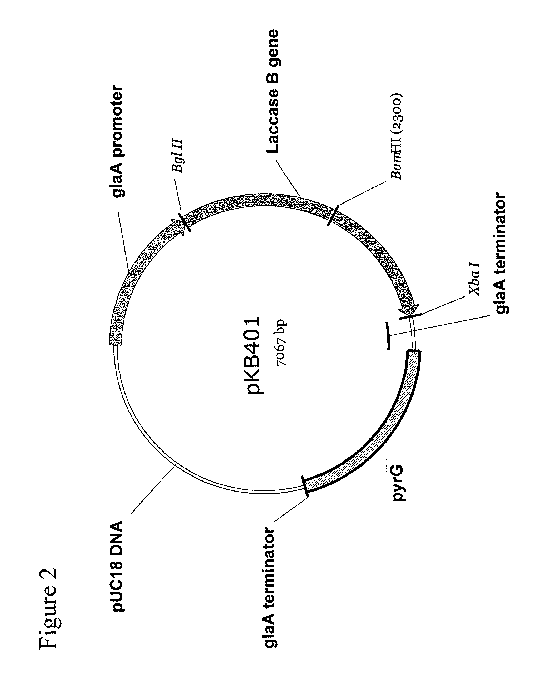 Novel Laccases, Compositions And Methods of Use