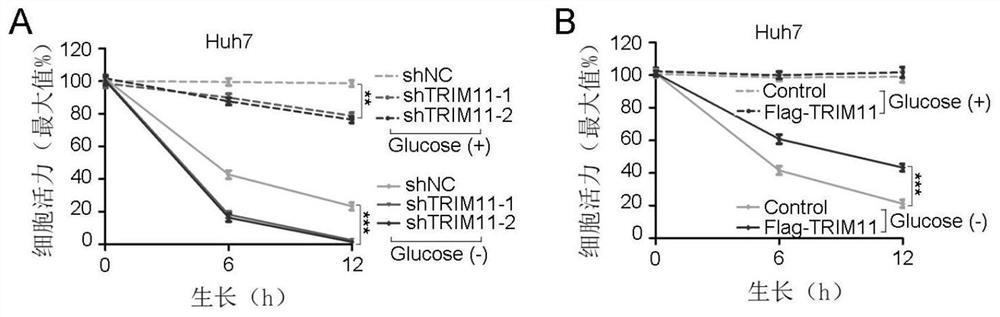 Application of composition of TRIM11 inhibitor and metformin in treatment of hepatocellular carcinoma