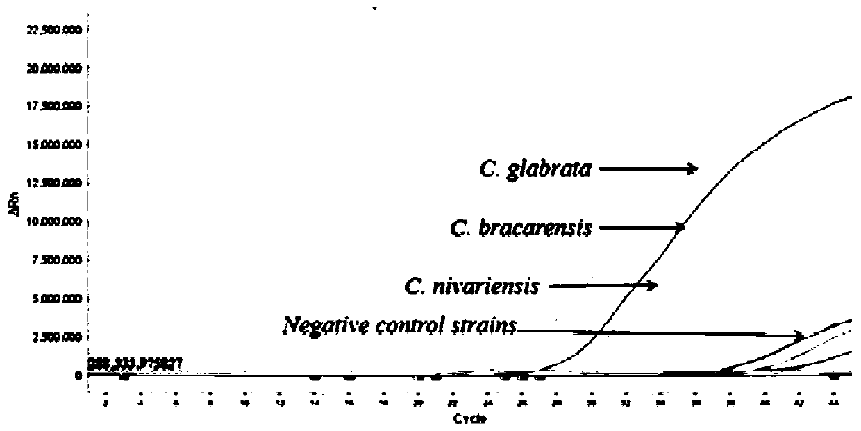 Method for identifying candida glabrata by high-resolution-ratio melting curve