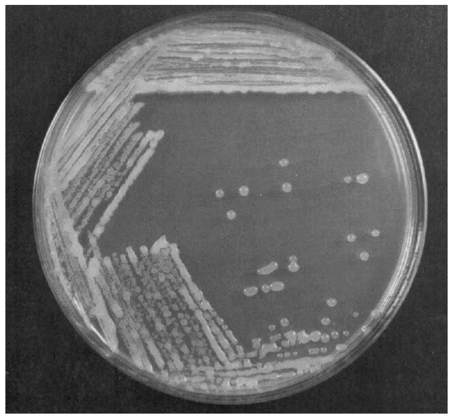 Bacillus amyloliquefaciens plant subspecies ZFH-3 microbial agent and application thereof