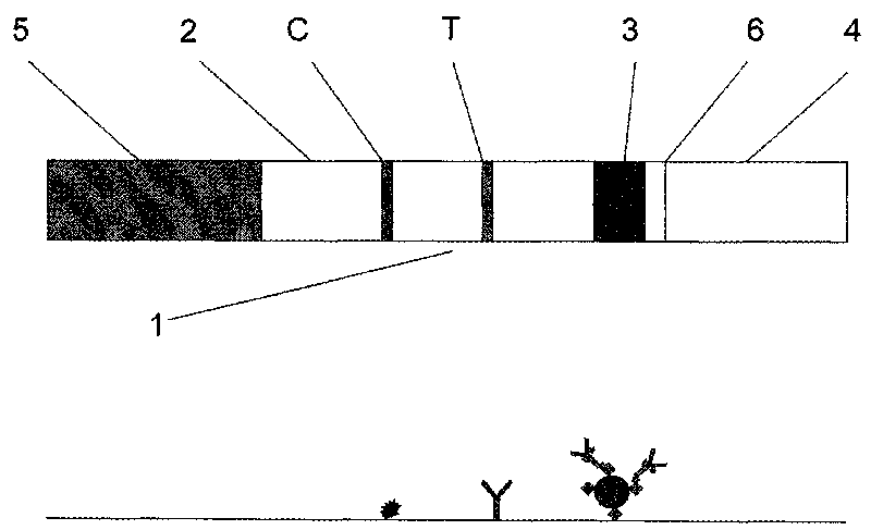 Magnetic immuno-chromatographic test paper strip for quantitatively detecting carcinoembryonic antigen in blood and preparation method thereof