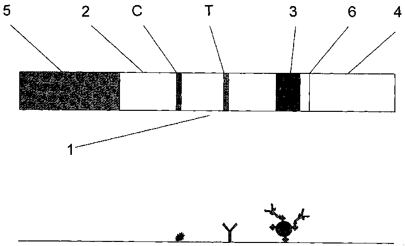 Magnetic immuno-chromatographic test paper strip for quantitatively detecting carcinoembryonic antigen in blood and preparation method thereof