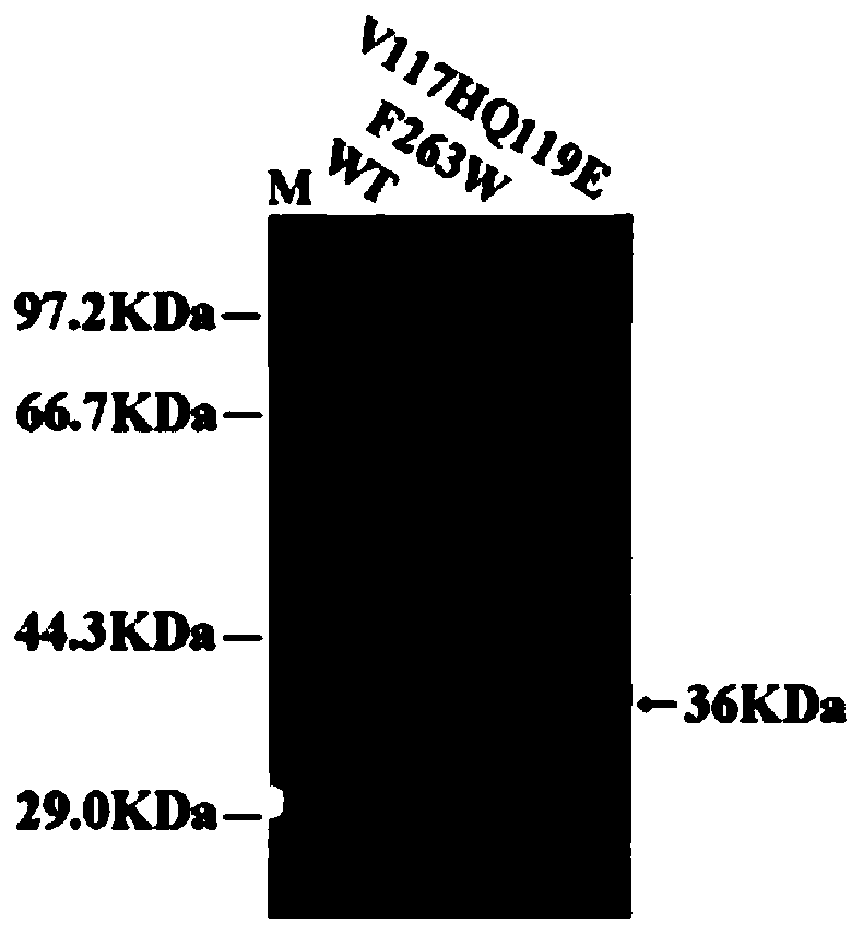 Methyl parathion hydrolase mutant with improved enzymatic performance and application thereof