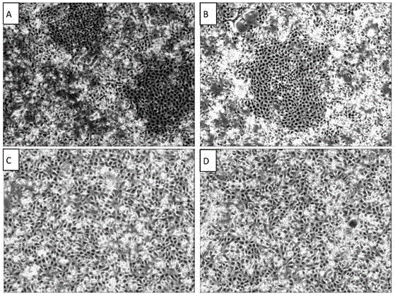 Multifunctional serum-free cell culture medium and application thereof