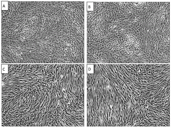 Multifunctional serum-free cell culture medium and application thereof