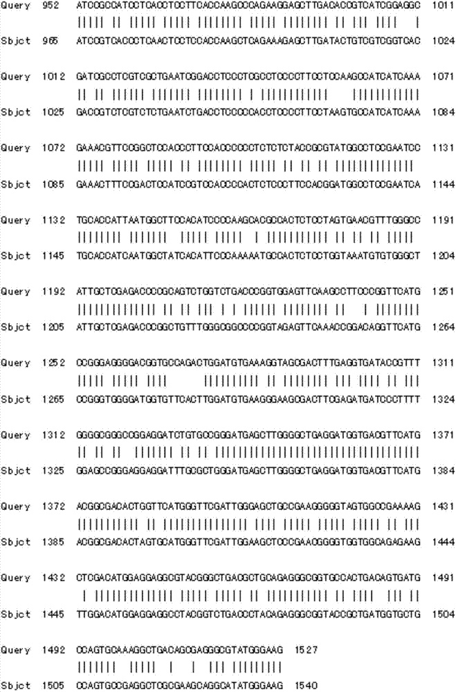 Tulip flavonoid-3'-hydroxylase TfF3' H protein and its coding gene