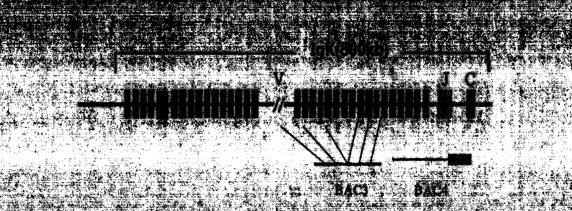 Preparation method of transgenic animal capable of expressing human antibody