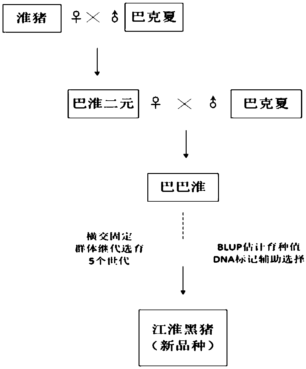 Hybrid breeding method of Jianghuai black pigs