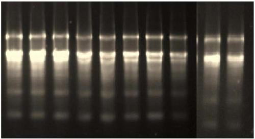 A mango ethylene receptor gene