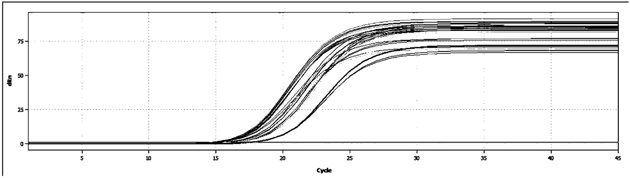 A mango ethylene receptor gene