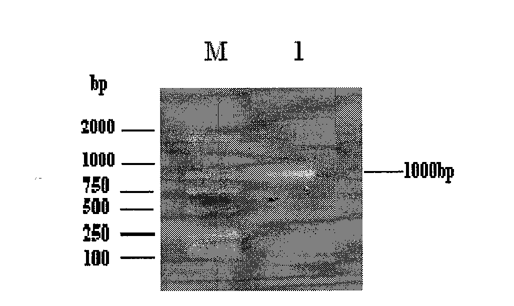 Salinity and alkalinity stress-induced aquaporin PIP gene of Leymus chinensis