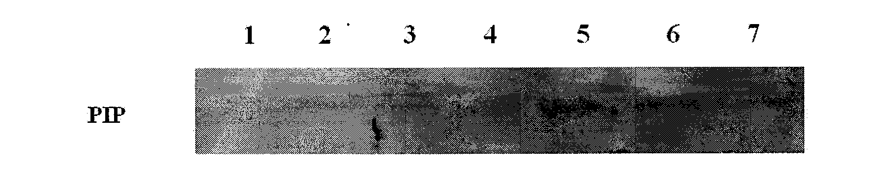 Salinity and alkalinity stress-induced aquaporin PIP gene of Leymus chinensis