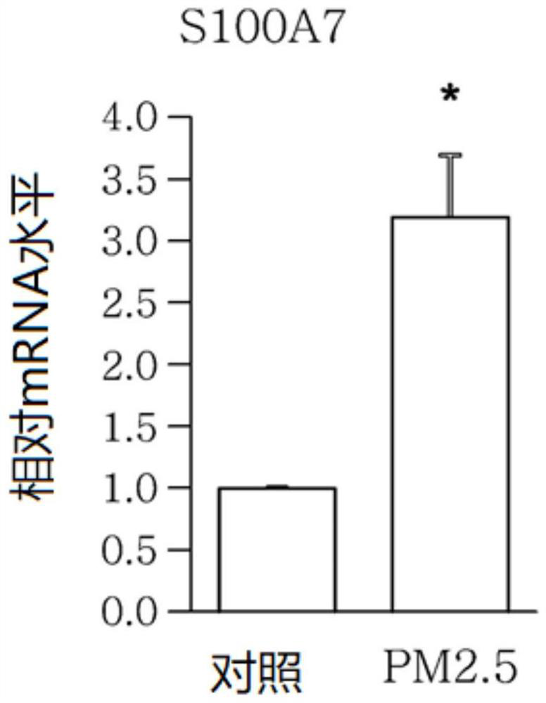 Composition for treating skin cell damage caused by fine dust, for strengthening skin barrier, and for Anti-aging or Anti-inflammation, containing mentha arvensis extract