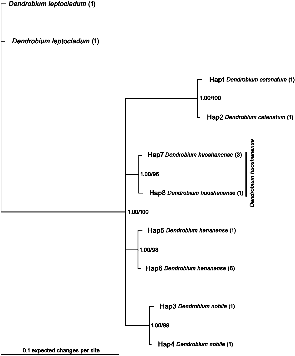 Primer pair for identifying dendrobium huoshanense and dendrobium candidum and application thereof