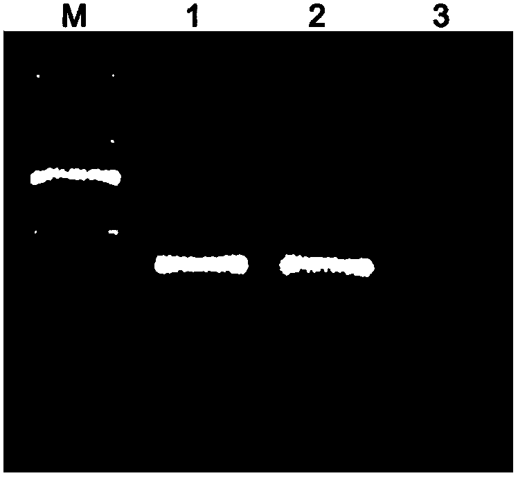 Primer pair for identifying dendrobium huoshanense and dendrobium candidum and application thereof