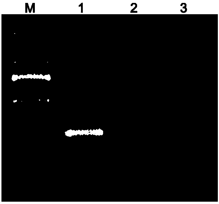 Primer pair for identifying dendrobium huoshanense and dendrobium candidum and application thereof