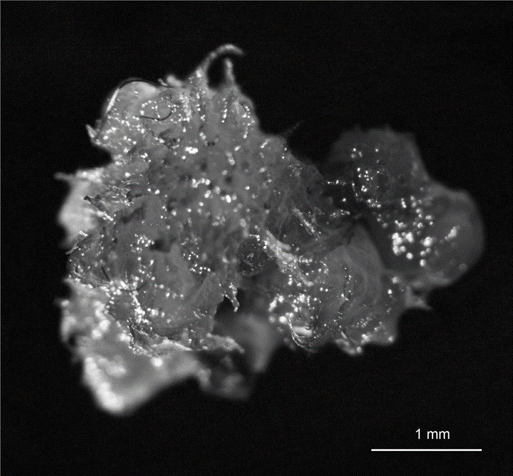 Green globular body tissue culture propagation method for Alsophila costularis