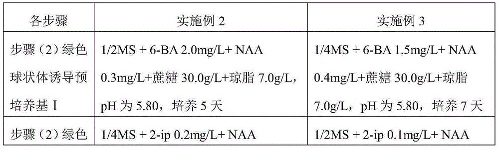 Green globular body tissue culture propagation method for Alsophila costularis