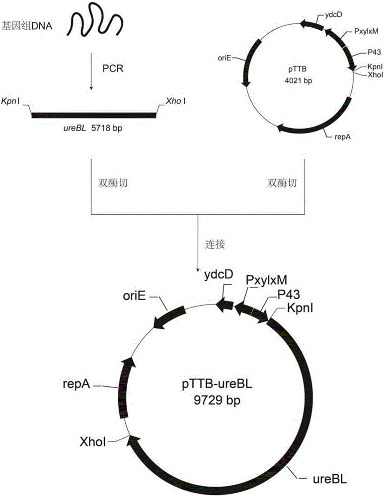 Bacillus subtilis capable of efficiently expressing Fe&lt;3+&gt;-dependent food-grade acid urease