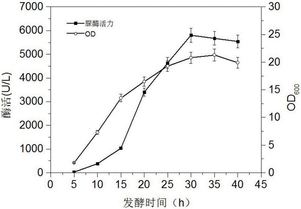 Bacillus subtilis capable of efficiently expressing Fe&lt;3+&gt;-dependent food-grade acid urease