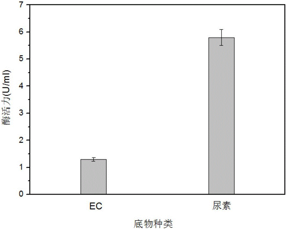 Bacillus subtilis capable of efficiently expressing Fe&lt;3+&gt;-dependent food-grade acid urease