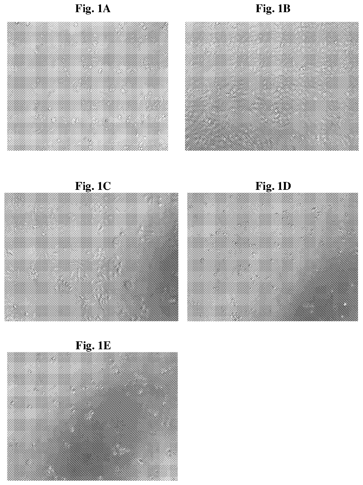 Cytotoxic peptides and conjugates thereof