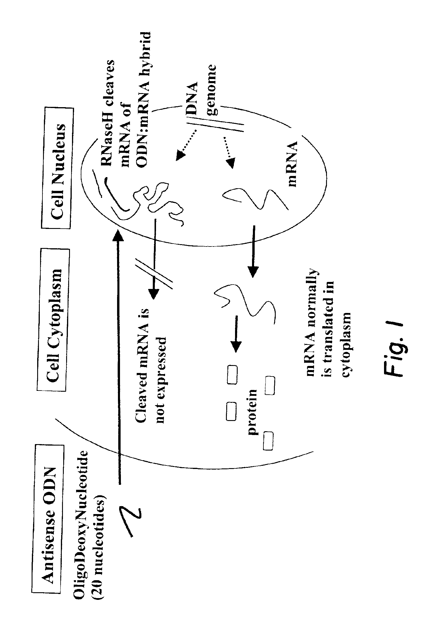 Next-nearest-neighbor sequence determinants of antisense DNA