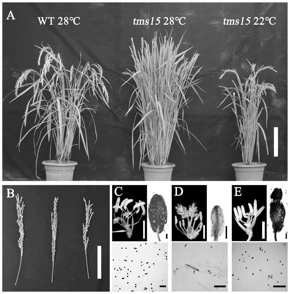 Plant temperature-sensitive sterile mutant tms15 and application thereof