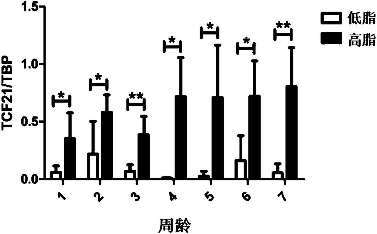 Identification method for low-fat broiler chicken by TCF21 gene mRNA expression