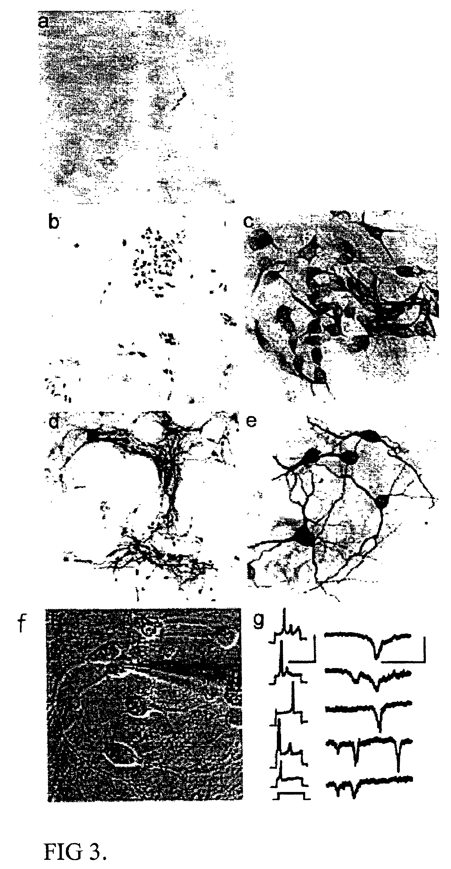 Cultures of GFAP+ nestin+ cells that differentiate to neurons