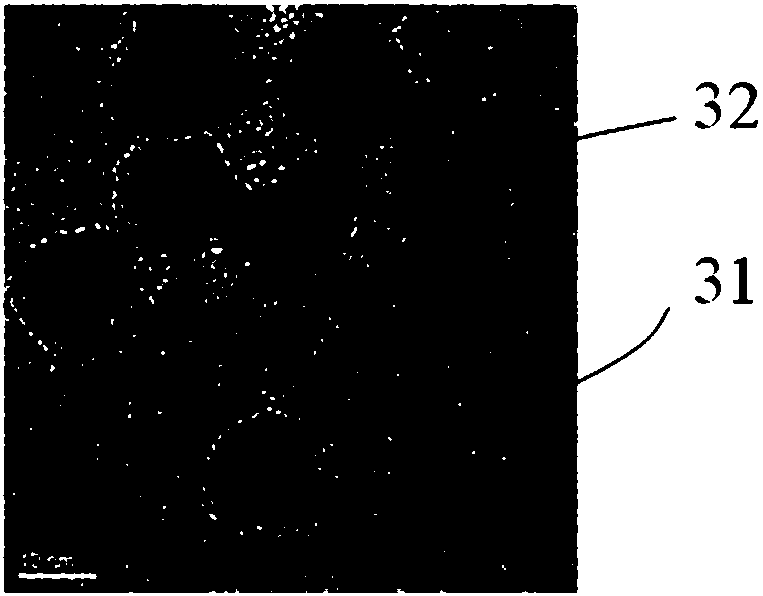 Quantum dot and quantum dot dispersion system