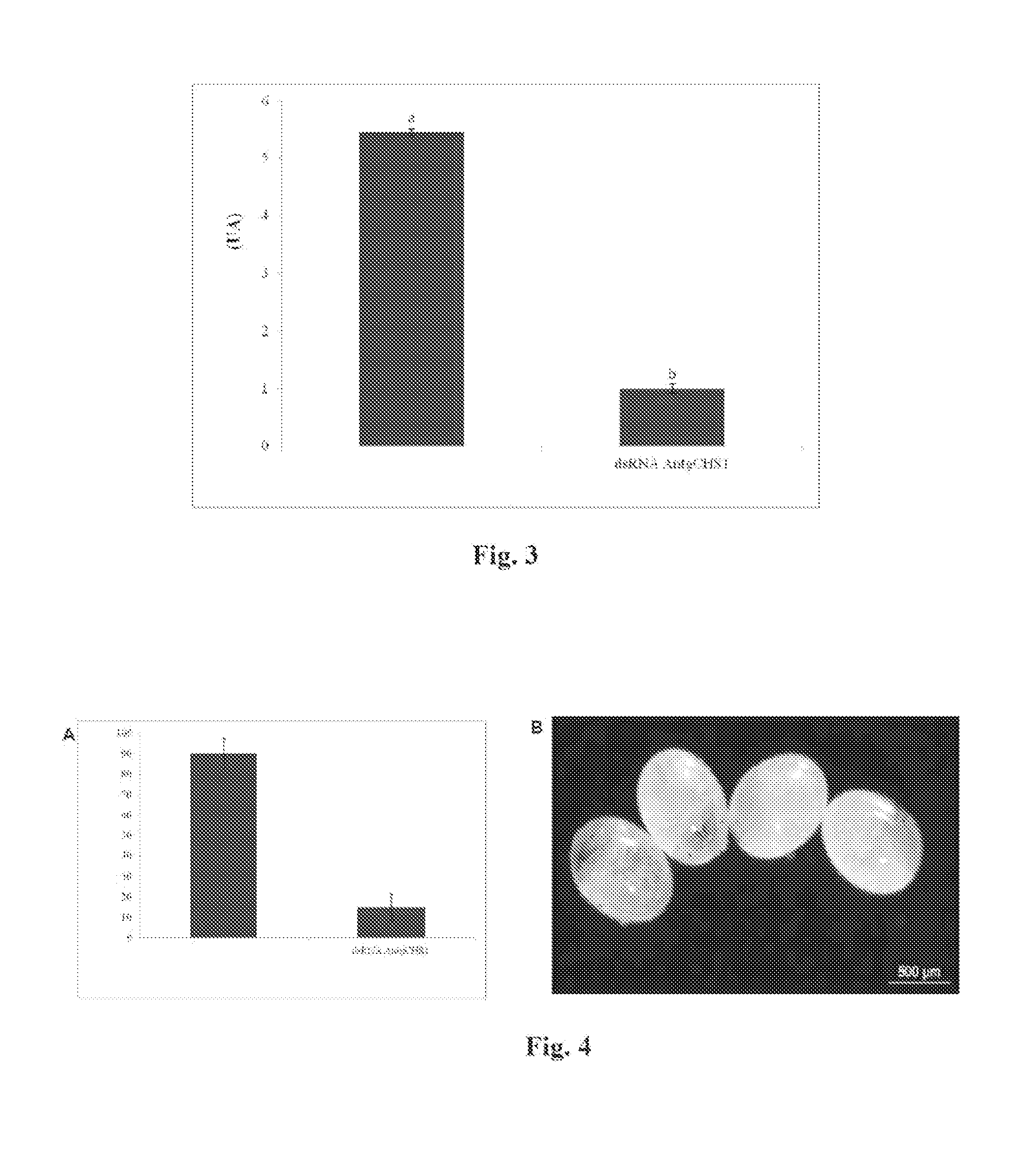 Method and compositions for the genetic control of insect pests in cotton plants by chitin synthase gene silencing