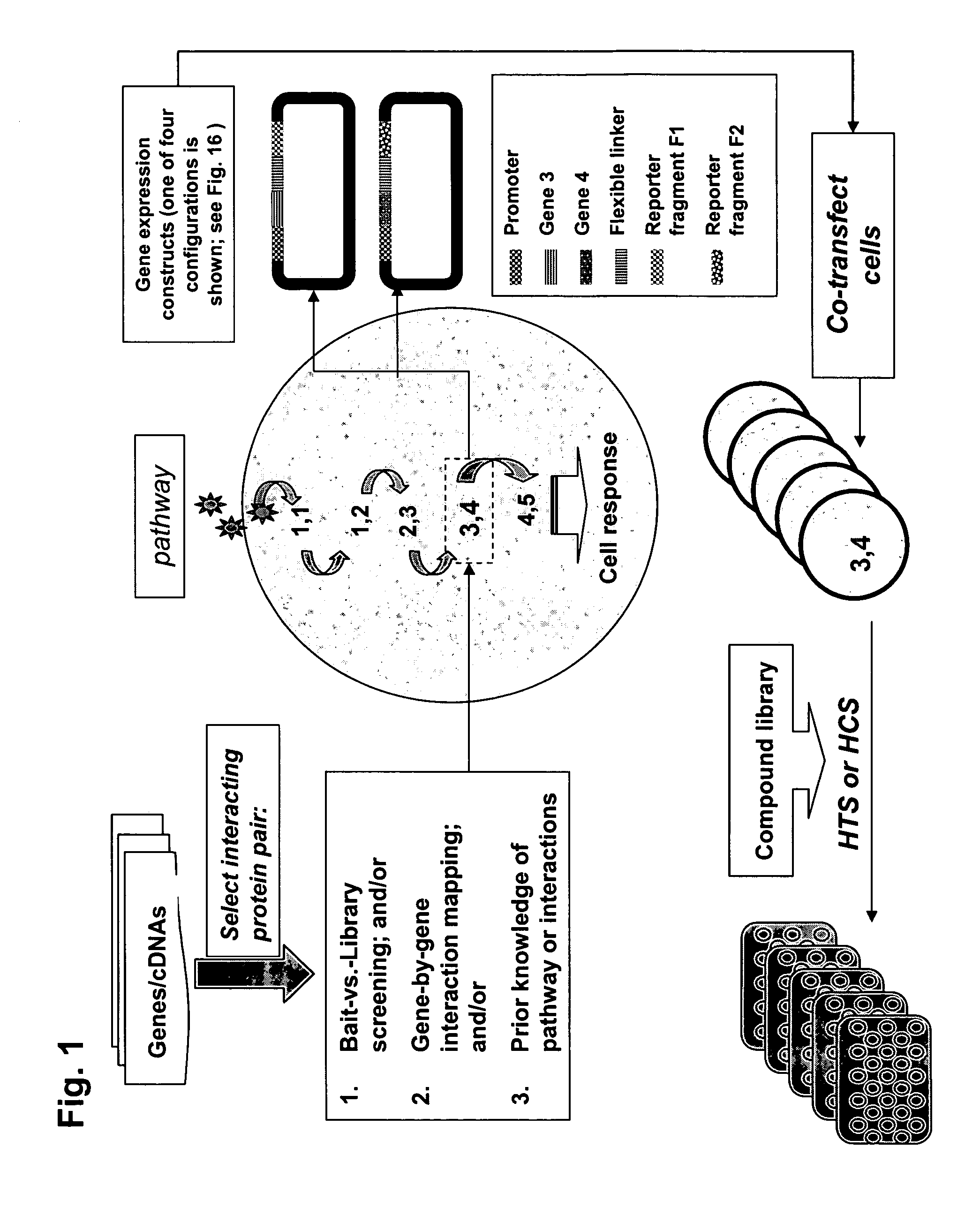 Protein fragment complementation assays for high-throughput and high-content screening