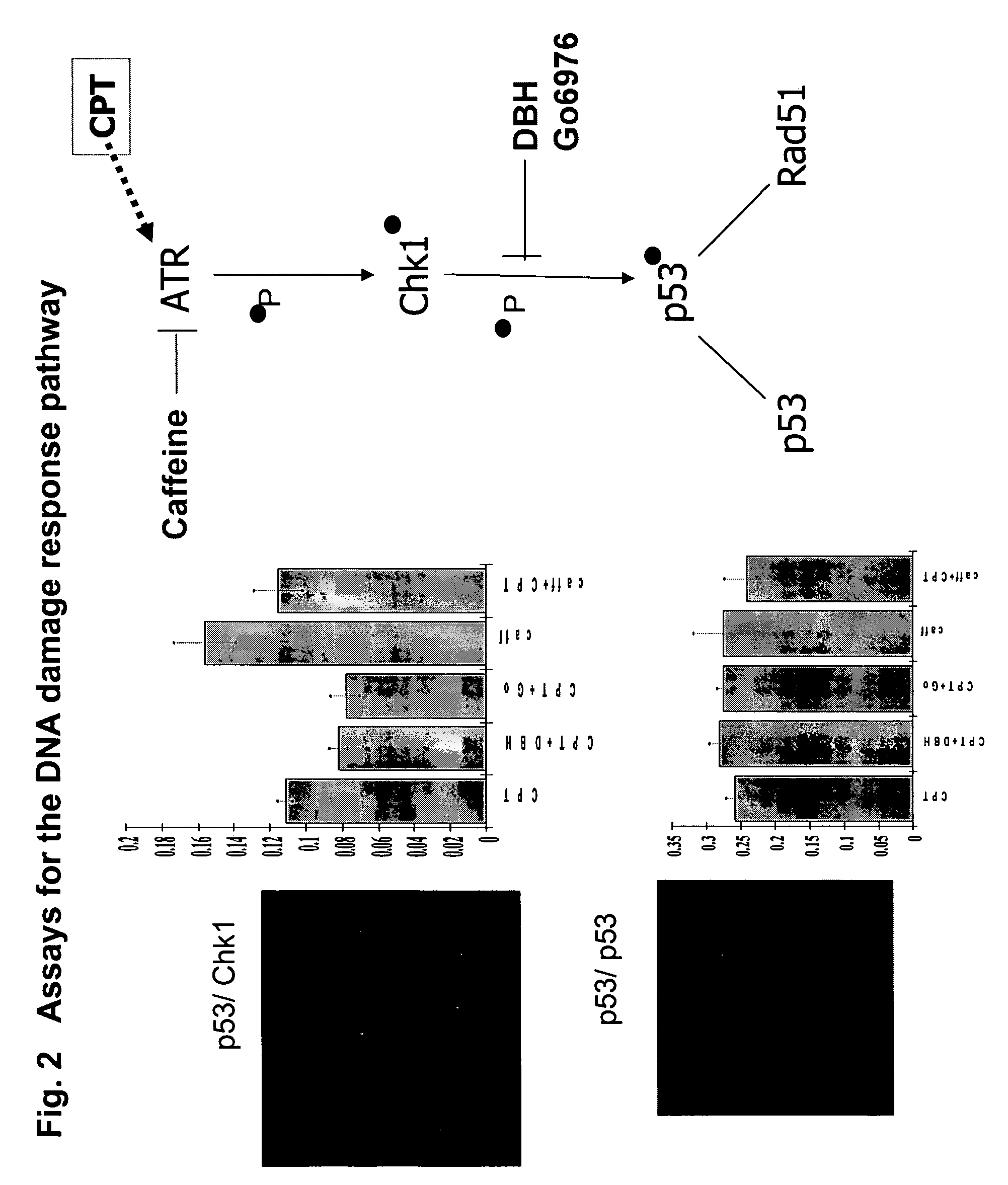 Protein fragment complementation assays for high-throughput and high-content screening