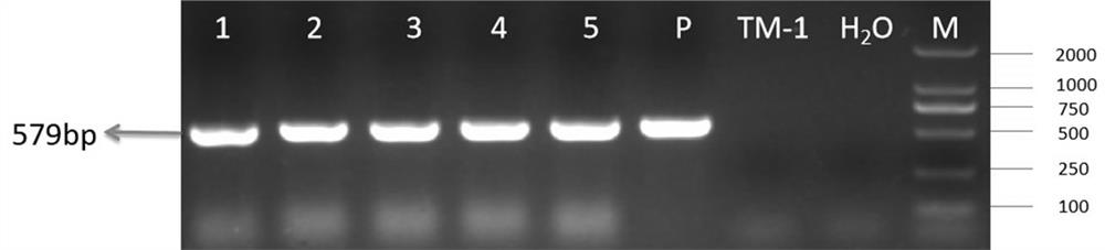 A cotton breeding method utilizing exogenous incompatibility