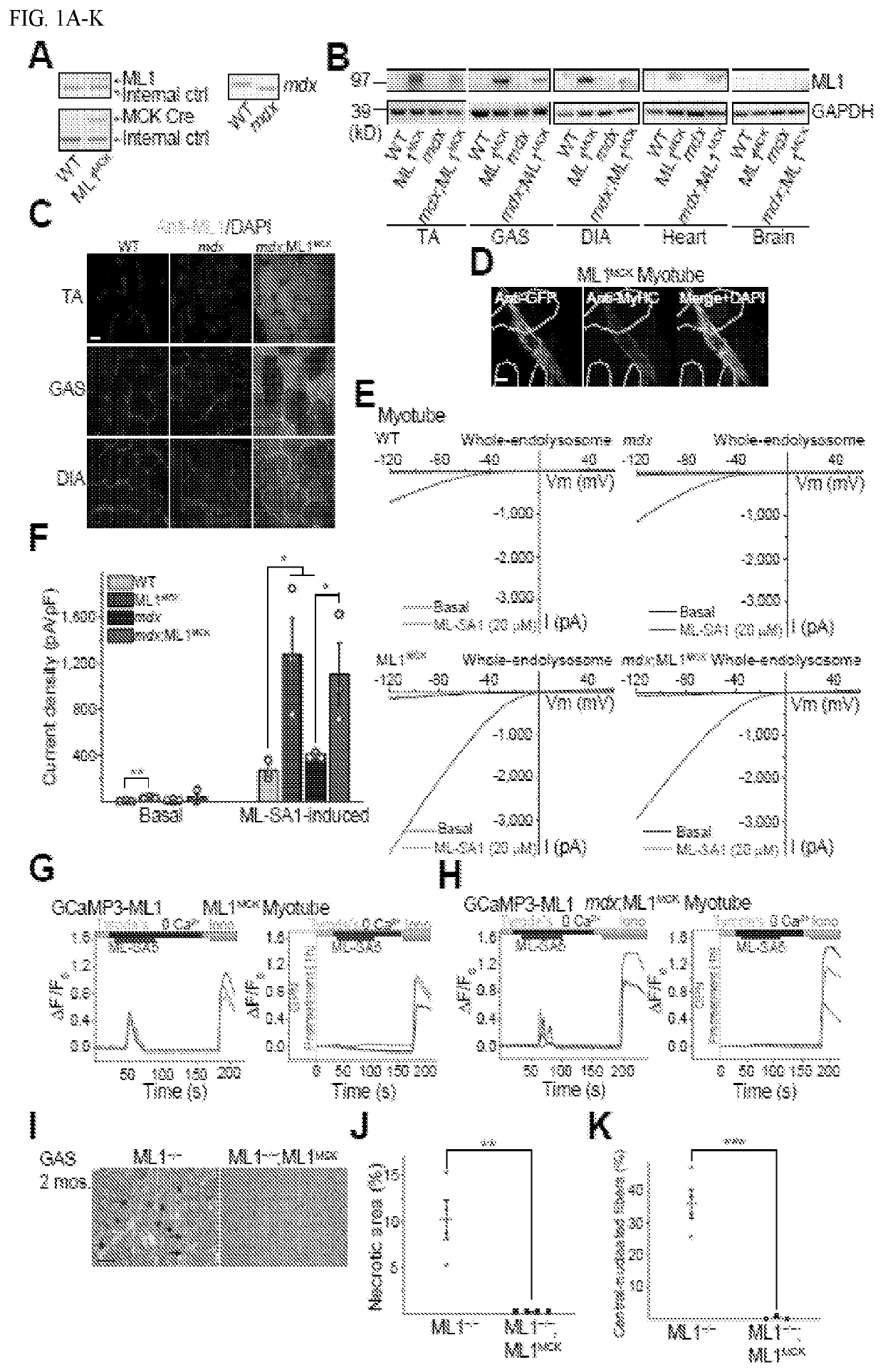 Small molecule agonists of mucolipin 1 and uses thereof