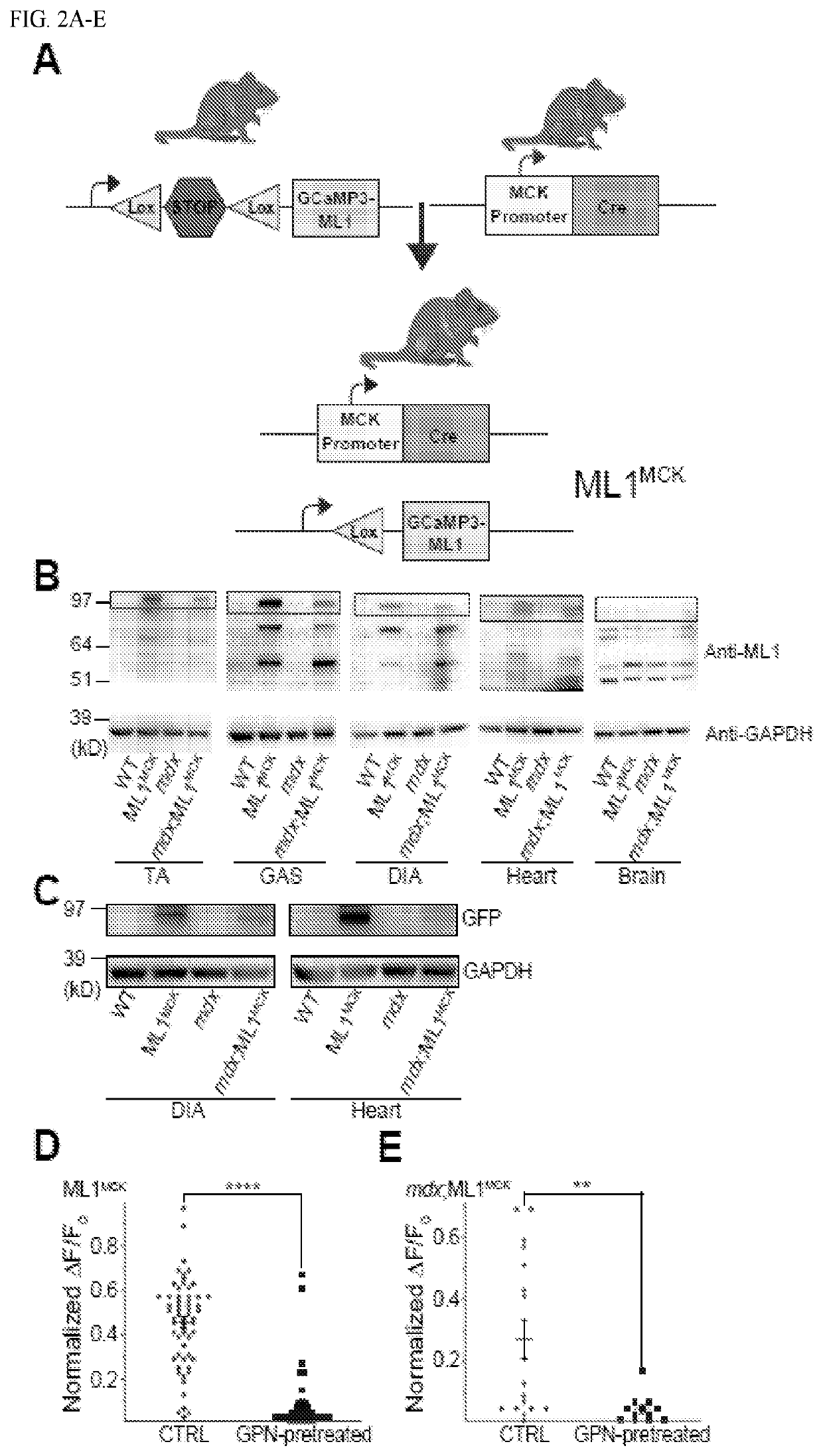 Small molecule agonists of mucolipin 1 and uses thereof