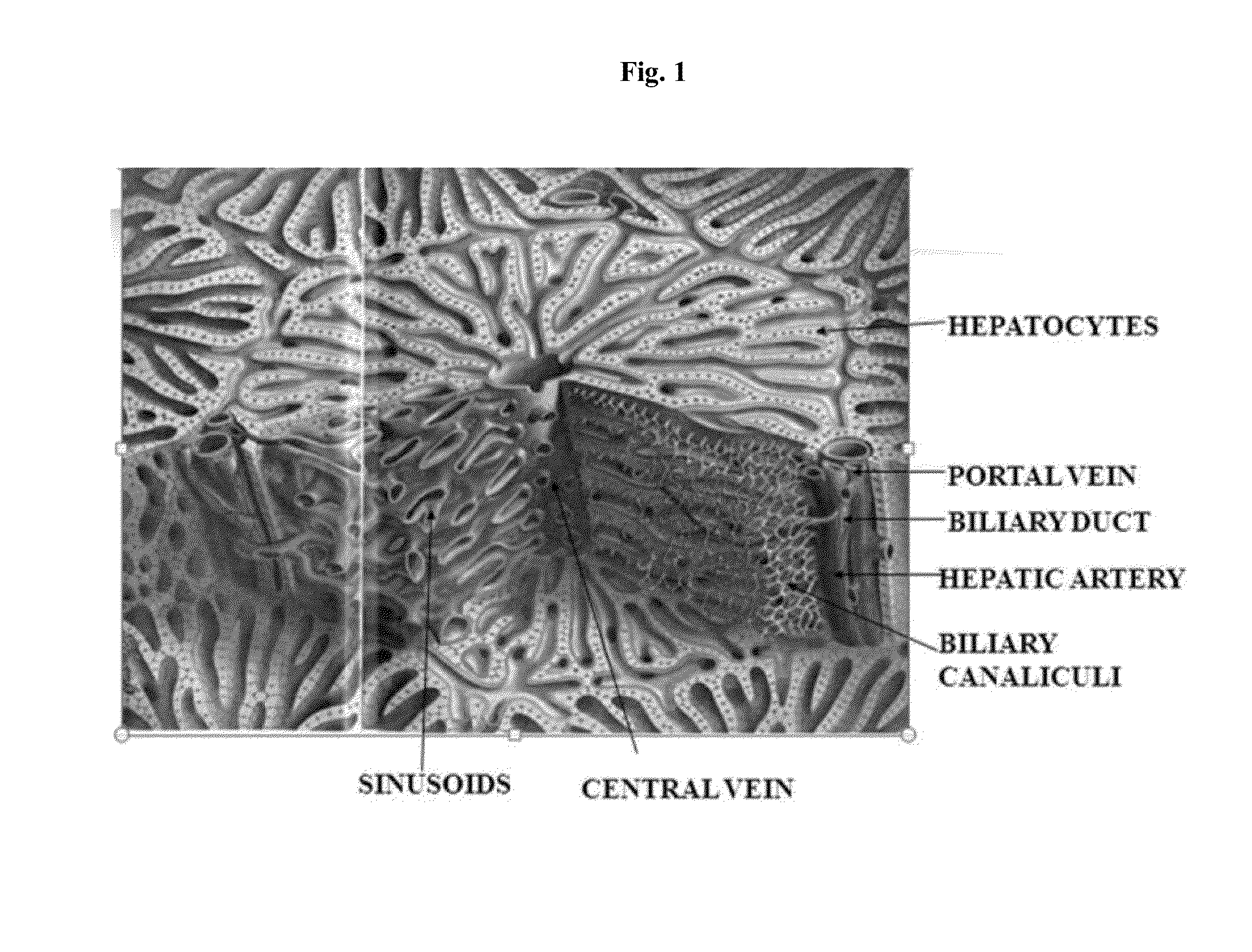 Engineered liver tissues, arrays thereof, and methods of making the same