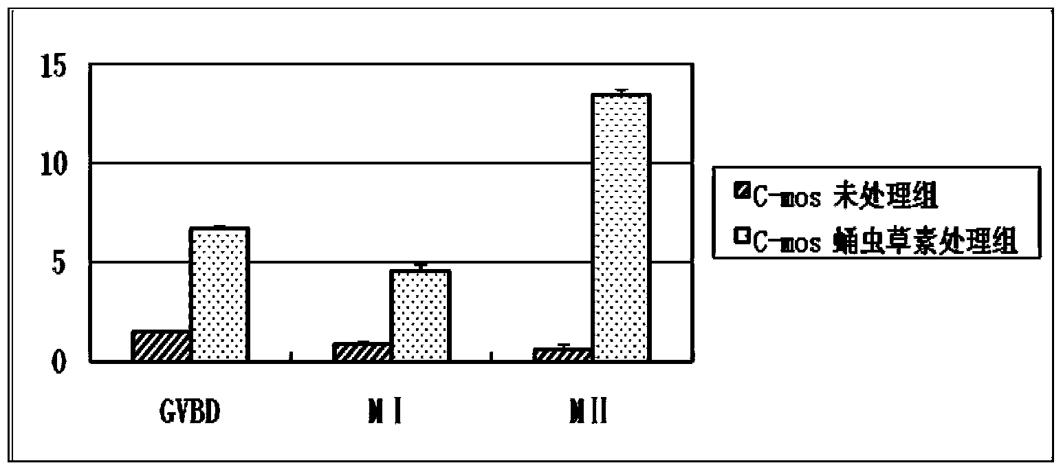 Application of cordycepin in in-vitro maturation culture of oocytes of small pig follicles