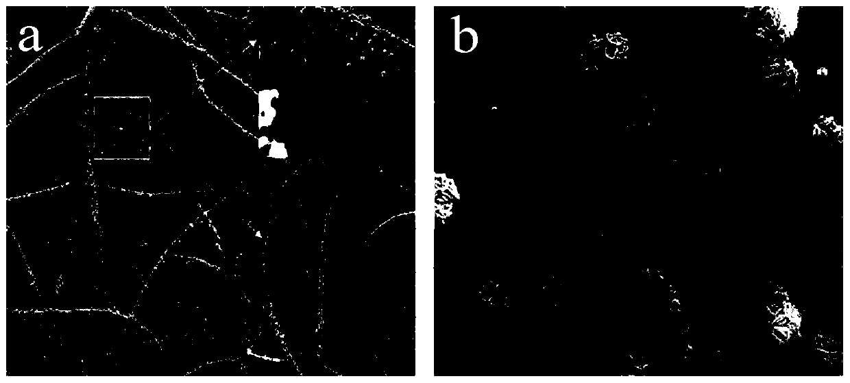 Preparation method of MoS2-modified three-dimensional porous carbon-based composite material for electro-catalytic hydrogen evolution