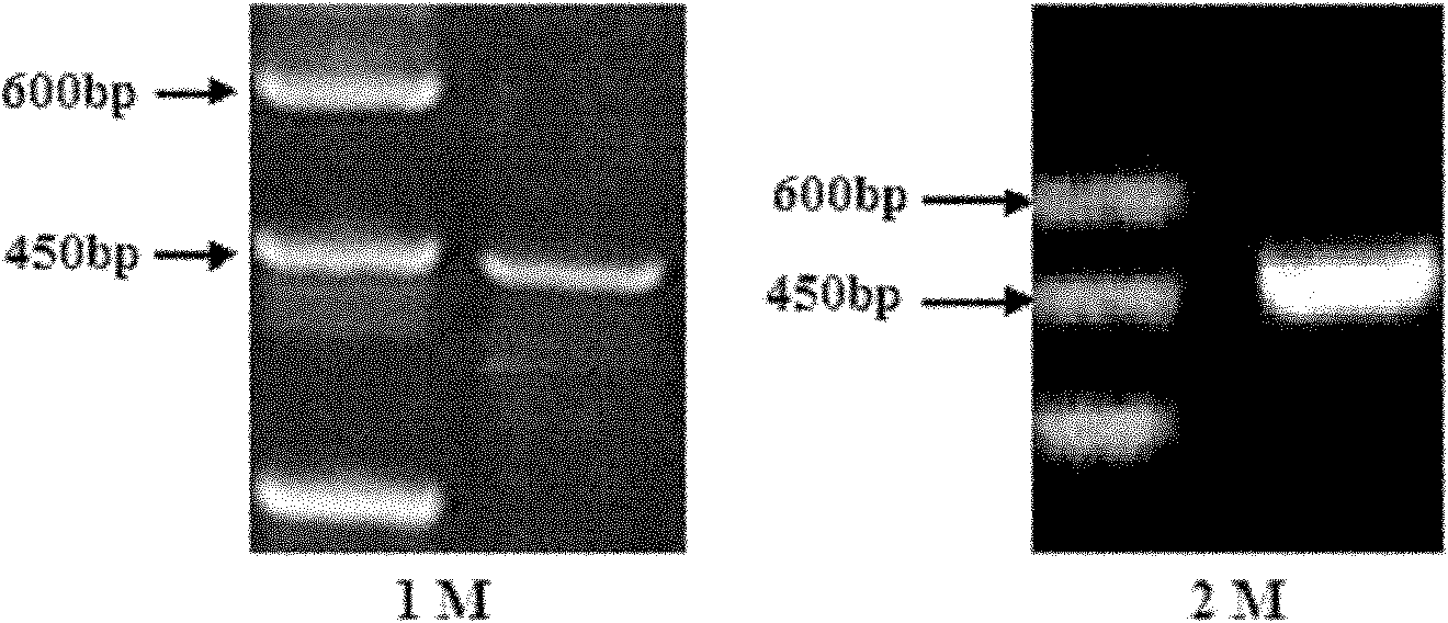 Troponin I resisting monoclonal antibody and application thereof