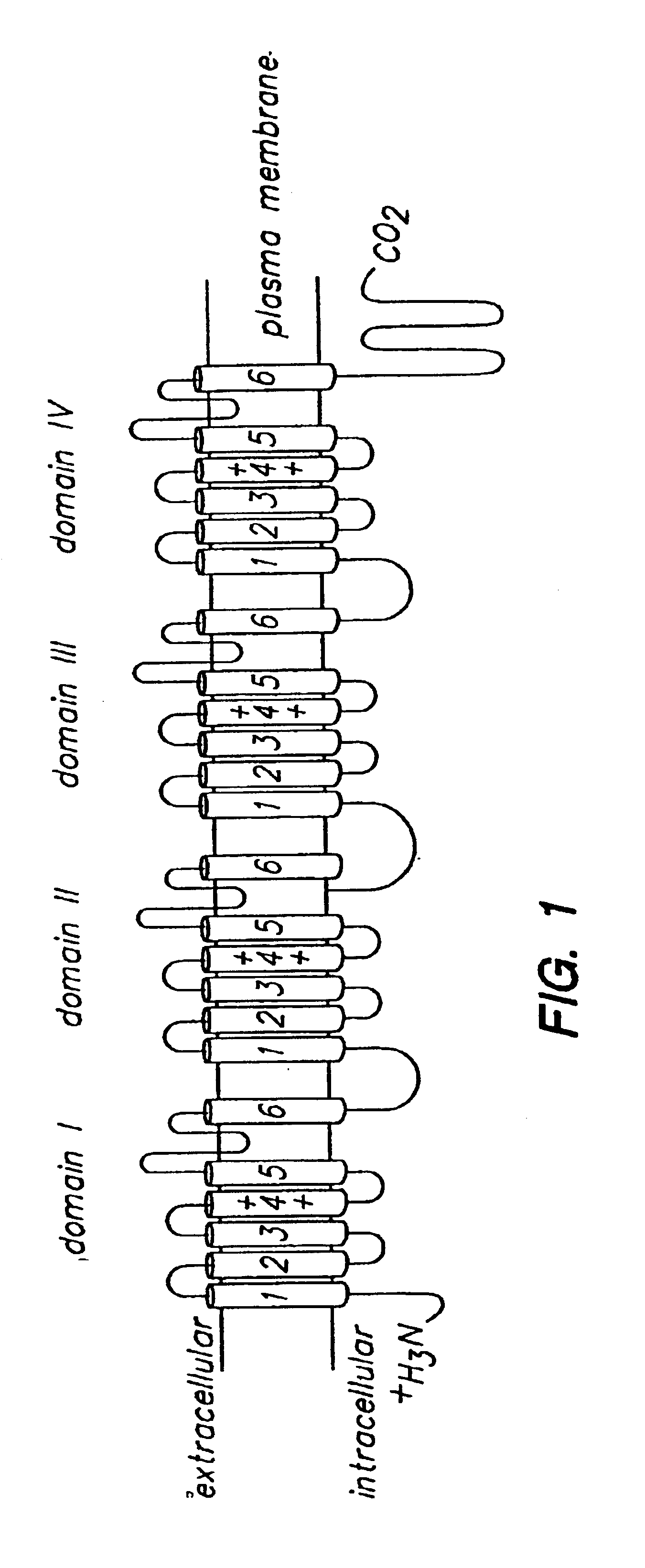 Calcium channel drugs and uses