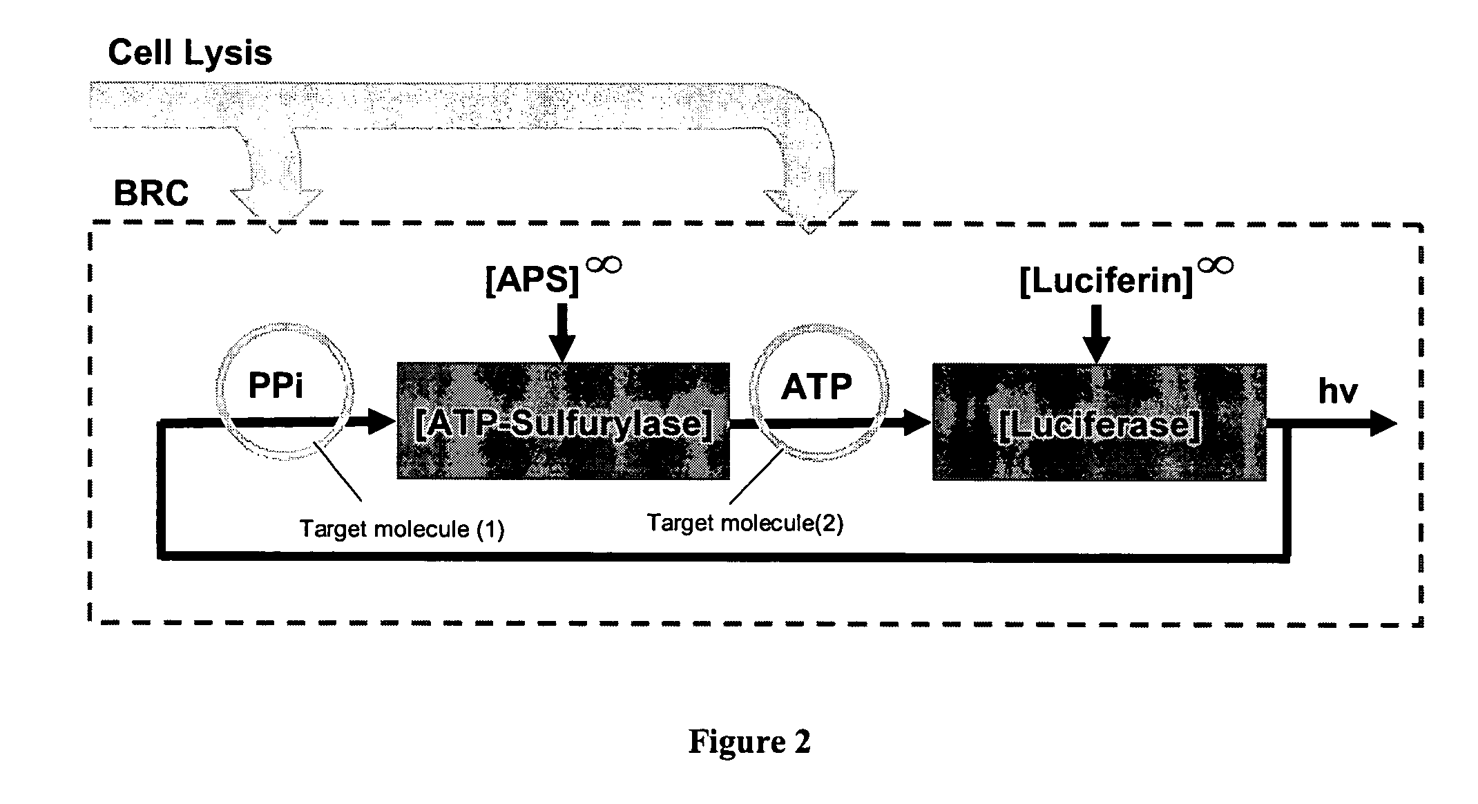 Methods for cellular or microorganism capture and quantification using bioluminescence regenerative cycle (BRC) assays