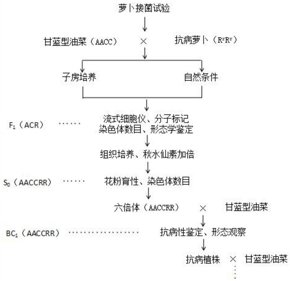 Method for intergeneric hybridization transfer of clubroot-resistant genes of radishes and brassica napus